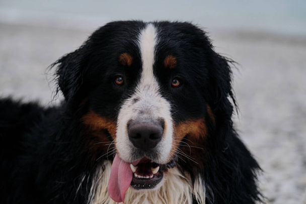 Charming Berner Mountain Dog brengt vakantie door over zee, close-up portret. Hond op vakantie kijkt zorgvuldig met plezier steekt zijn tong uit. Portret van pluizige berghond. - Foto, afbeelding