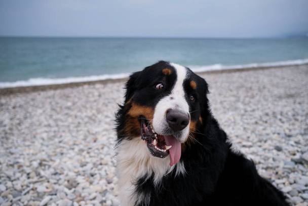 Encantador Bernese Mountain Dog pasa las vacaciones por mar, cerca de retrato. Perro de vacaciones mira cuidadosamente con placer sobresaliendo de su lengua. Retrato de perro de montaña esponjoso. - Foto, imagen