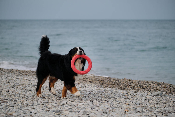 Uroczy Bernese Mountain Dog spędza wakacje nad morzem i cieszy się życiem. Pies biega po żwirowej plaży i bawi się czerwonym pierścieniem zabawki wesoło. Aktywne gry z pies górski w przyrodzie. - Zdjęcie, obraz
