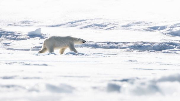 Adult female polar bear walking across the snow and ice of Svalbard, a Norwegian archipelago between mainland Norway and the North Pole. - Photo, Image