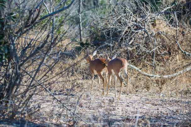 Ориби млекопитающее национального парка Крюгер в Южной Африке - Фото, изображение