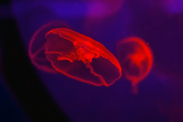 Hermosas medusas nadan en el acuario sobre un fondo púrpura oscuro y agua negra - Foto, Imagen