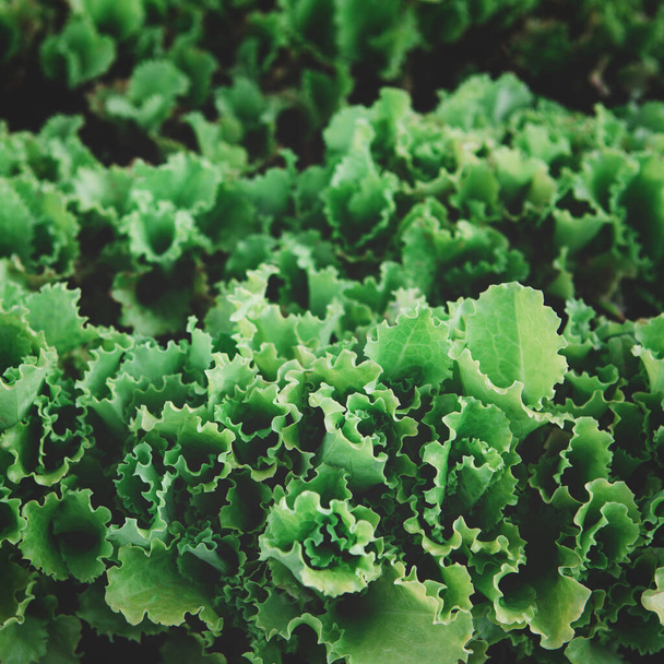 Rzędy ekologicznych zdrowych roślin sałaty zielonej - Zdjęcie, obraz