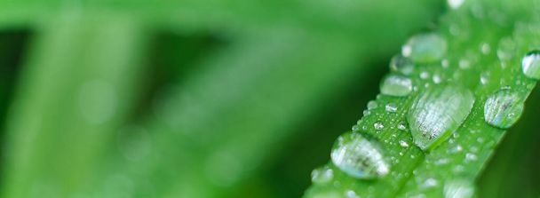 banner de hierba con gotas de lluvia macro. hojas verdes frescas. rocío de la mañana, después de la lluvia, el sol brilla en las hojas. - Foto, imagen
