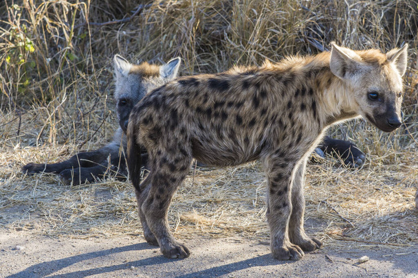 Skvrnitá mláďata hyen, Krugerův národní park v Jižní Africe - Fotografie, Obrázek