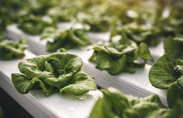 Grüner Salat wächst im Gewächshaus - Foto, Bild