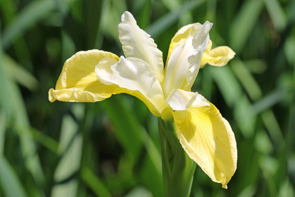 Gele en witte siberische irisbloem - Foto, afbeelding