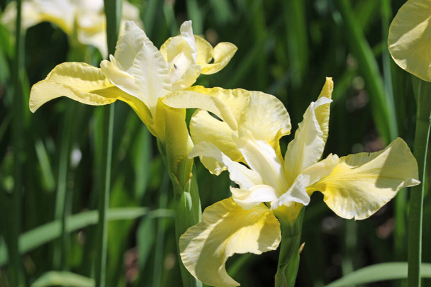 Κίτρινα και λευκά σιβεριανά άνθη ίριδας - Φωτογραφία, εικόνα