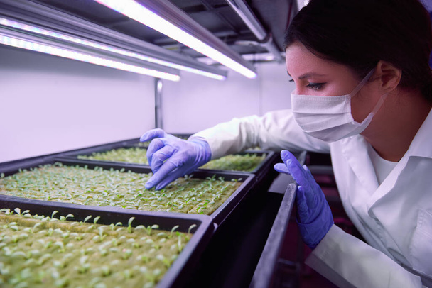 Biologist woman working with seedlings in lab - 写真・画像