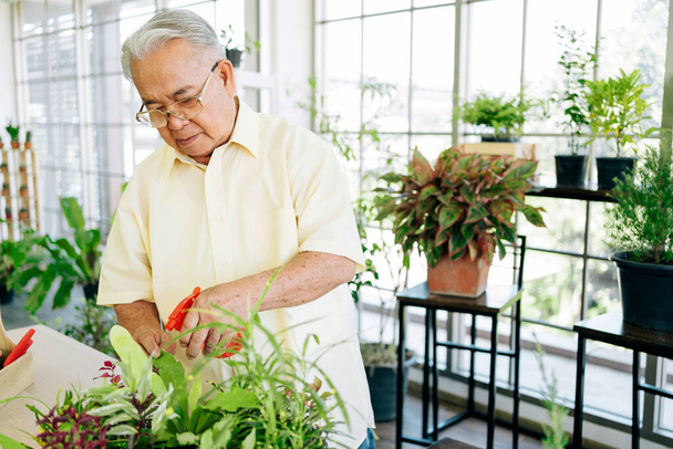 Nahaufnahme Ein asiatischer Großvater im Ruhestand liebt es, sich mit einem Lächeln und Glück um die Pflanzen in einem Indoor-Garten im Haus zu kümmern. Aktivitäten im Ruhestand. - Foto, Bild