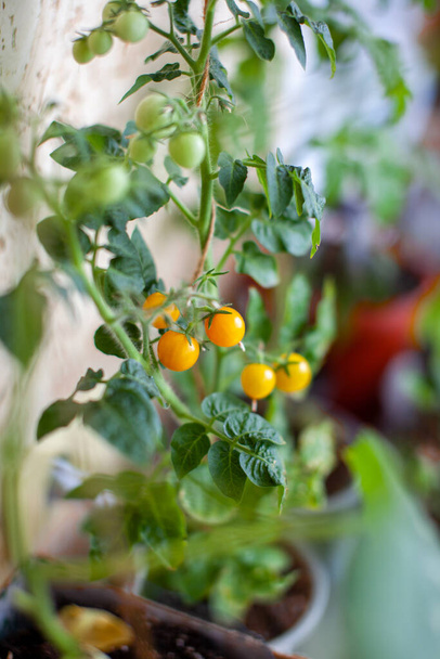 Tomates pequeños inmaduros y maduros que crecen en el alféizar de la ventana. Mini-verduras frescas en el invernadero en una rama con frutas verdes. Frutas jóvenes en el arbusto. Los frutos amarillos de los tomates en la rama - Foto, imagen