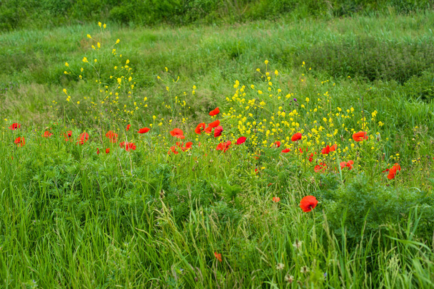 Прекрасне поле червоних маків
 - Фото, зображення