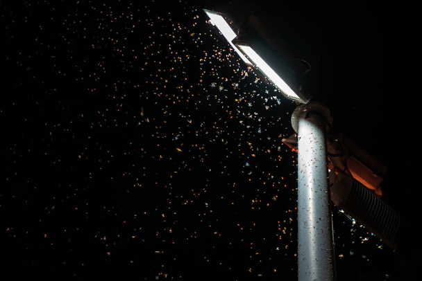Рой насекомых, привлеченных уличным светом - Фото, изображение