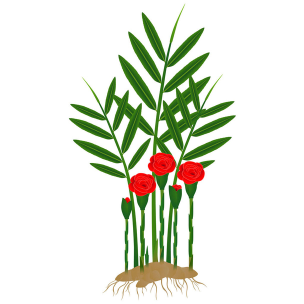 Etlingera corneri (Roos van Siam) gember plant met wortels op een witte achtergrond. - Vector, afbeelding
