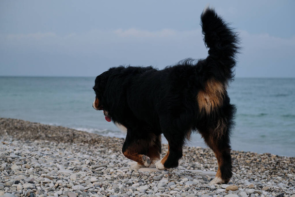 Bernese Mountain Dog walks merrily along pebble beach and enjoys life. Active and energetic walk with dog in fresh air by pond. Rear view. The dogs butt. - Foto, immagini