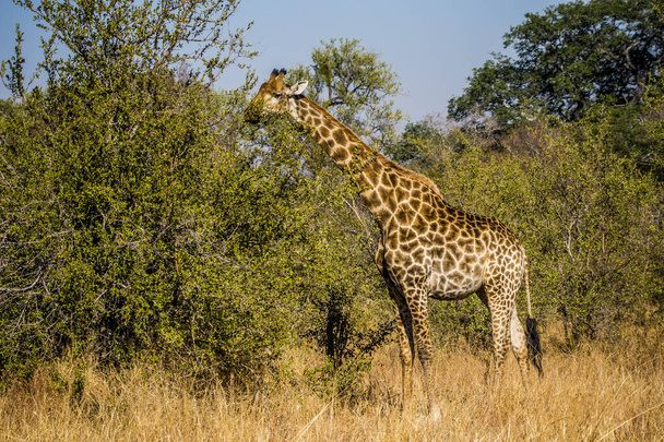 Żyrafa w Parku Narodowym Kruger, Republika Południowej Afryki - Zdjęcie, obraz