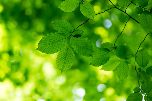 green leaves background in sunny day - Valokuva, kuva