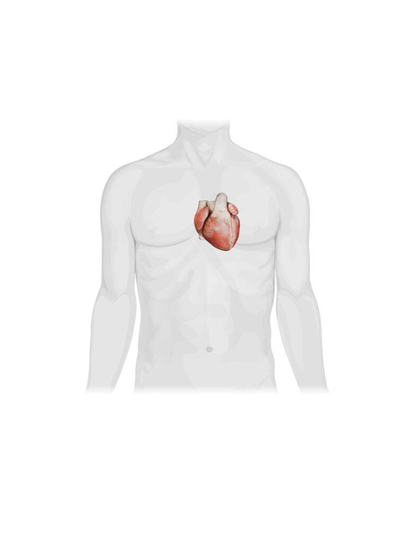 Ilustração 3D do Coração - Parte do Orgânico Humano. renderizar - Foto, Imagem