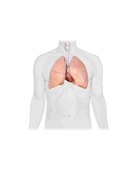Mannelijke anatomie van het menselijk ademhalingsstelsel front view, illustratie 3d - Foto, afbeelding