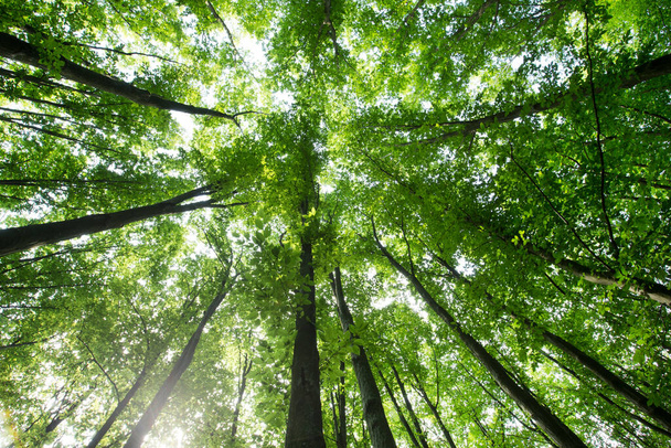 forest trees. nature green wood sunlight backgrounds - Fotoğraf, Görsel