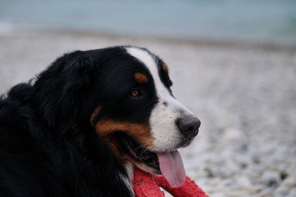Bernese Mountain Dog plays with red ring and enjoys life with his tongue sticking out. Signature breed smile of Mountain Dog. Swiss cattle shepherd on vacation. - Photo, Image