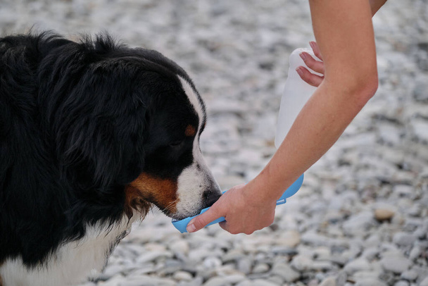 Berner Sennenhund trinkt Wasser aus Flasche und löscht seinen Durst. Herrchen gibt seinem Hund Wasser zu trinken. Tierpflege bei heißem Sommerwetter beim Spaziergang. - Foto, Bild
