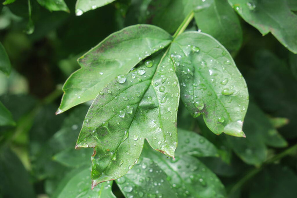 Πράσινα φύλλα στον κήπο μετά τη βροχή - Φωτογραφία, εικόνα