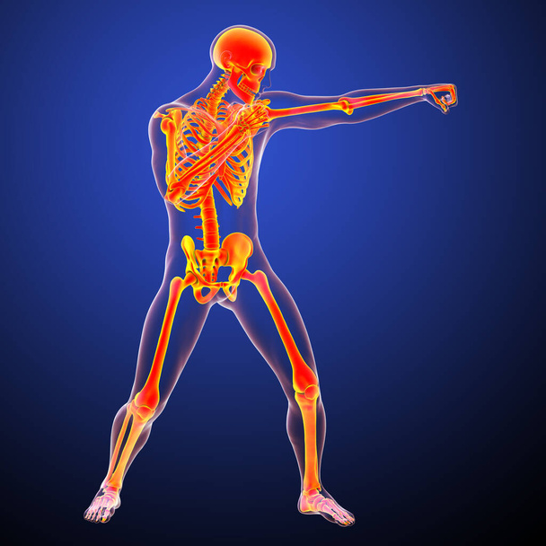 Anatomie van bokssport, 3D illustratie. Menselijk mannelijk lichaam in bokspositie met een verhoogd skelet dat skeletactiviteit van boksen vertoont - Foto, afbeelding