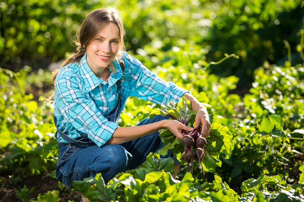 Gardening - Woman with organic beets - Фото, изображение