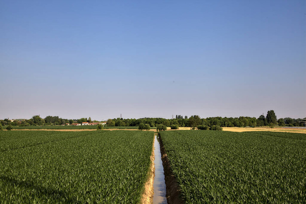 夏の日没の距離にカントリーハウスとトウモロコシ畑の横に灌漑運河 - 写真・画像