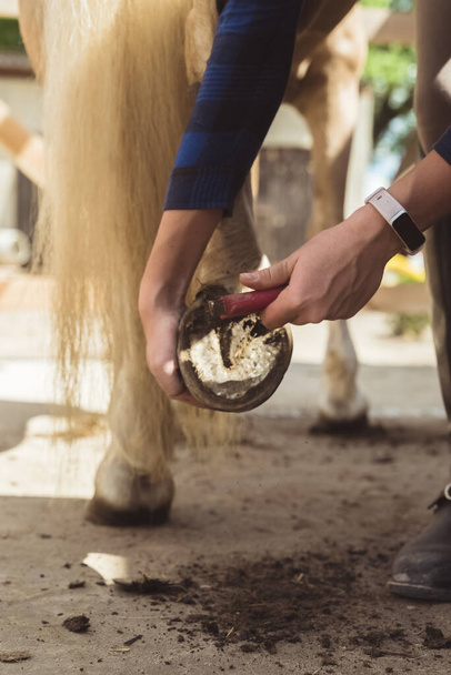 Κορίτσι Καθαρισμός άλογο οπλή χρησιμοποιώντας μια επιλογή οπλή - κρατώντας το πόδι του αλόγου Palomino - Φωτογραφία, εικόνα