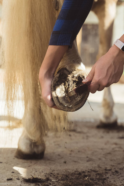 Chica limpiando la pezuña de un caballo Palomino usando una pezuña recoger raspar de polvo - Foto, Imagen