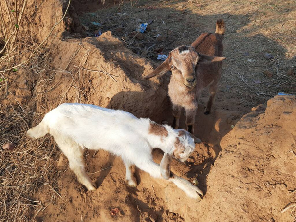 Baby Goats are eating leaves. Black Bangal Goat Babies.  Goats eating fodder. Little goats in the field. domestic animals. There are over 300 distinctbreedsof goat. Capra aegagrus hircus. - Foto, immagini