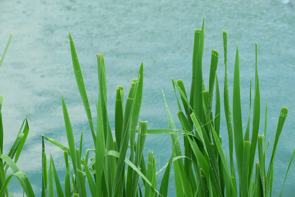 Blühendes Wasser in einem Teich in der Nähe des Parks und eine ökologische Katastrophe - Foto, Bild