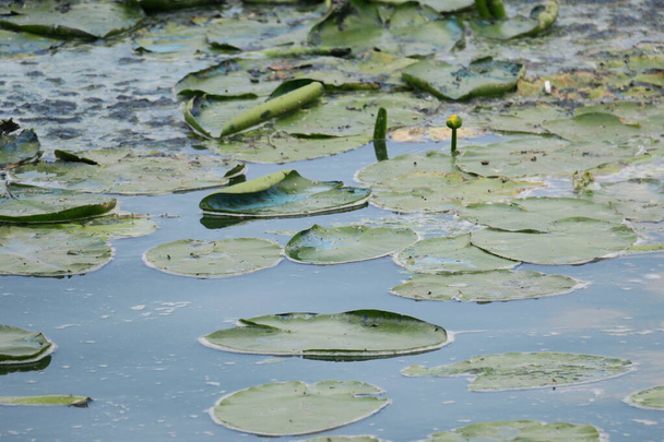 Blühendes Wasser in einem Teich in der Nähe des Parks und eine ökologische Katastrophe - Foto, Bild