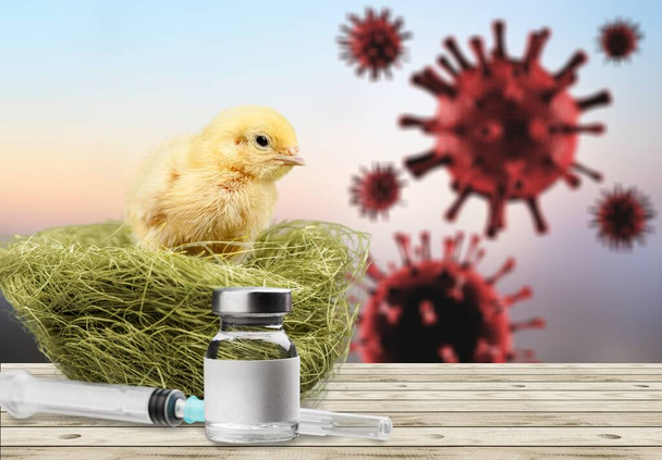 Little cute yellow chickens and avian flu H10N3 concept, - Zdjęcie, obraz