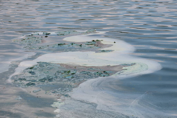 Квітуча вода в ставку біля парку та екологічна катастрофа
 - Фото, зображення
