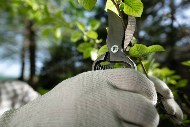 Garden work of spring. Farmer hand cuts branches of a tree in the garden with pruning shears. Human pruning tree with clippers. Spring cut tree close up. - Fotoğraf, Görsel