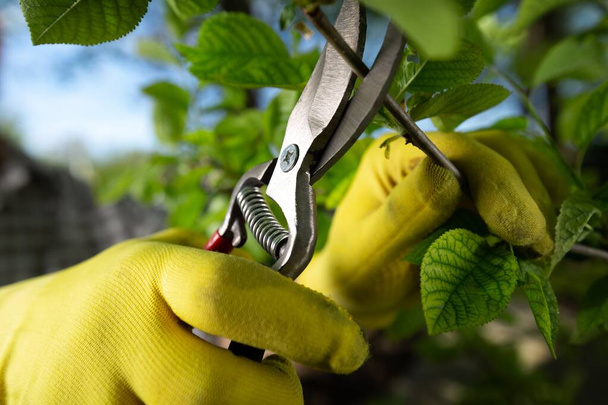 Garden work of spring. Farmer hand cuts branches of a tree in the garden with pruning shears. Human pruning tree with clippers. Spring cut tree close up. - Photo, Image