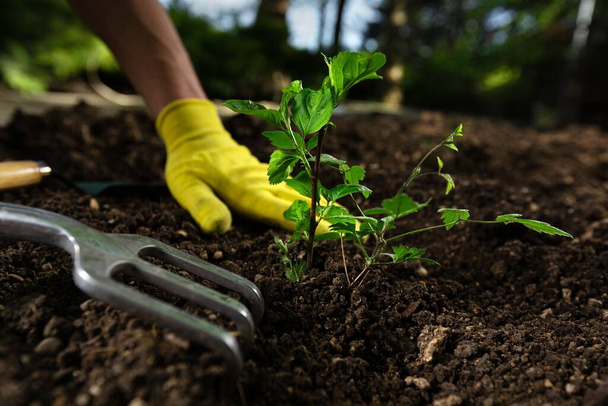 Worker in garden Man places the seedling in the ground. - 写真・画像