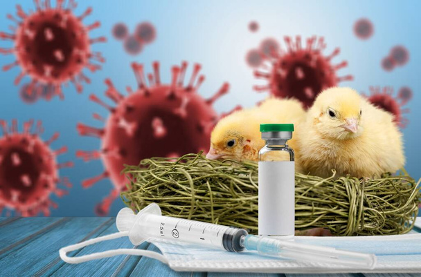 Little cute yellow chickens and avian flu H10N3 concept, - Photo, image