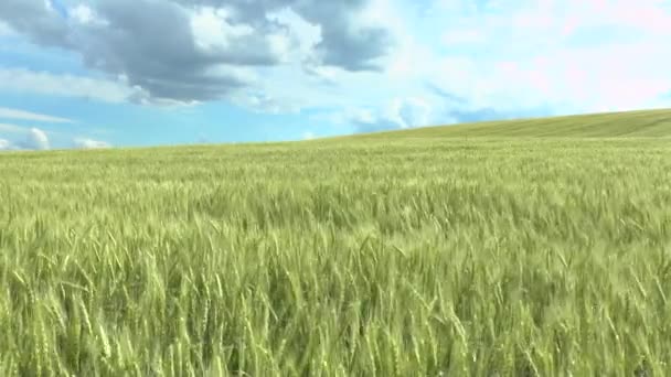 Feld aus grünem Weizen und bewölktem Himmel - Filmmaterial, Video