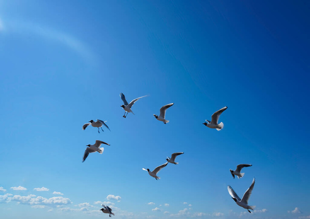  seagulls  flying on sky at summer - Fotoğraf, Görsel