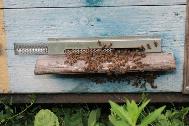 Bees fly in and out of the hive - Photo, Image