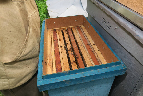 Ένας μελισσοκόμος επιθεωρεί κυψέλες και μέλισσες στο μελισσοκομείο - Φωτογραφία, εικόνα