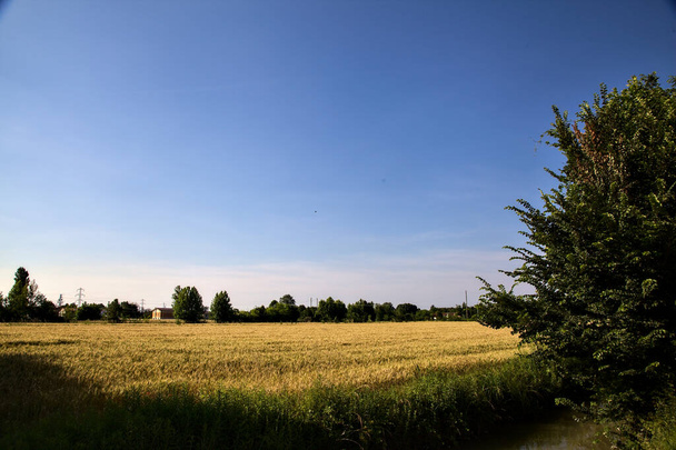 Пшеничное поле граничит с потоком воды в итальянской сельской местности на закате летом - Фото, изображение