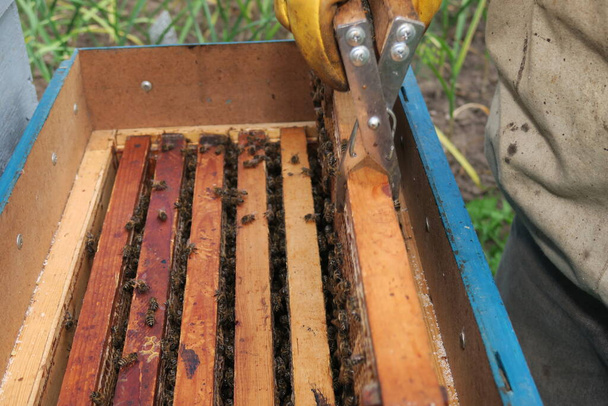 Un apicultor inspecciona colmenas y abejas en el colmenar - Foto, imagen