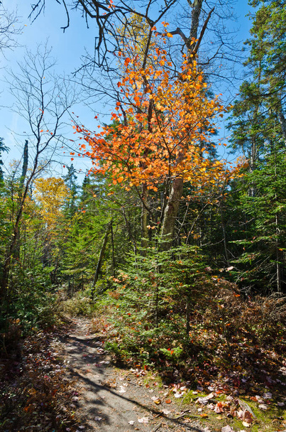 Trees and leaves in Canada forest at fall time. - Φωτογραφία, εικόνα