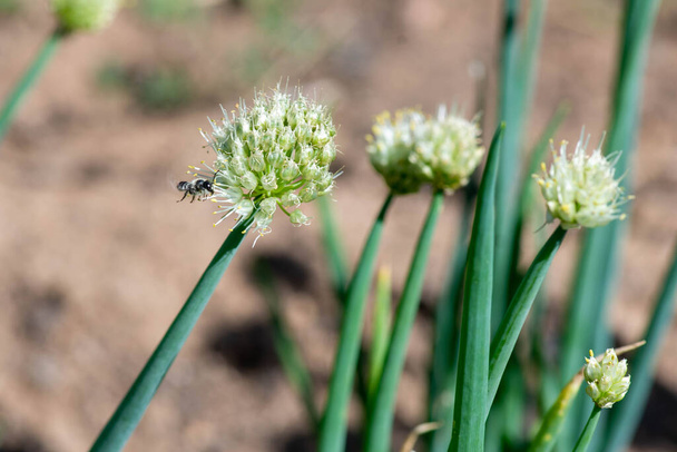 Μια μέλισσα πέταξε στον κήπο με κρεμμύδια - Φωτογραφία, εικόνα