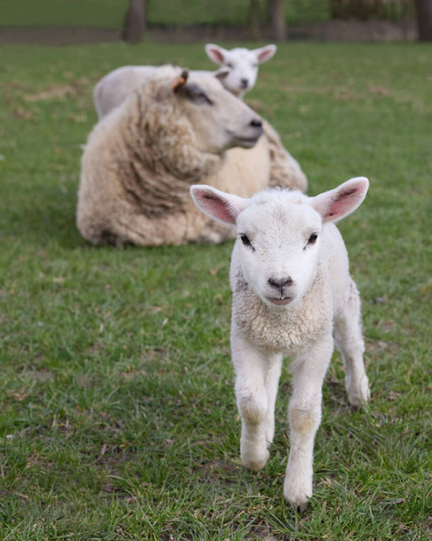 Białe owce i jagnięta na łące - Zdjęcie, obraz